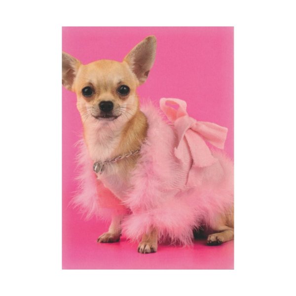 1-osaline postkaart "Chihuahua"