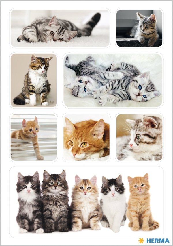 Kleebis "Kassilapsed"