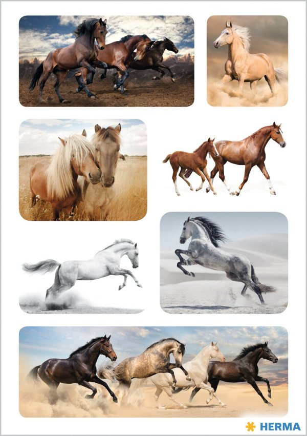 Kleebis "Metsikud hobused"